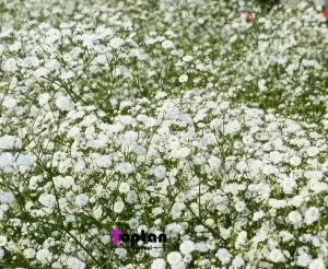 Cipso Çiçeği Seralarında Verim Artışı: Pratik İpuçları ve Püf Noktaları 11 Cipso çiçeği Cipso Çiçeği Seralarında Verim Artışı