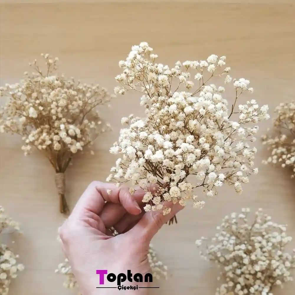 Gelin Buketi İçin Şoklanmış Cipso Çiçeği ve Krem Renk Yaka Çiçeği 13 Gelin buketi için şoklanmış cipso çiçeği ve krem renk yaka çiçeği
