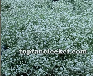 Antalya Toptan Canlı Cipso Çiçek
