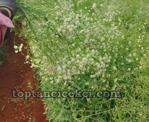 Bursa Toptan Canlı Cipso Çiçek