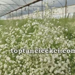 Denizli Toptan Canlı Cipso Çiçek – Cipso Çiçek Satın Al 14 Antalya Toptan Canlı Cipso Çiçek