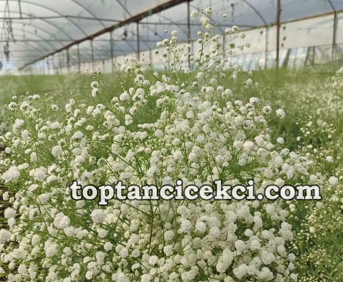 Denizli Toptan Canlı Cipso Çiçek – Cipso Çiçek Satın Al 11 Antalya Toptan Canlı Cipso Çiçek