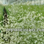 Denizli Toptan Canlı Cipso Çiçek – Cipso Çiçek Satın Al 13 Denizli Toptan Canlı Cipso Çiçek