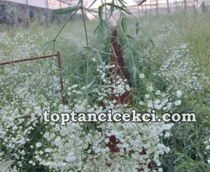 İzmir Toptan Canlı Cipso Çiçek – Taze ve Canlı Çiçekler 14 İzmir Toptan Canlı Cipso Çiçek