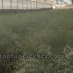 Kocaeli Toptan Canlı Cipso Çiçek – Taze ve Kaliteli Cipso Çeşitleri 13 Kocaeli Toptan Canlı Cipso Çiçek – Taze ve Kaliteli Cipso Çeşitleri