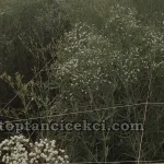 Kocaeli Toptan Canlı Cipso Çiçek – Taze ve Kaliteli Cipso Çeşitleri 14 Kocaeli Toptan Canlı Cipso Çiçek – Taze ve Kaliteli Cipso Çeşitleri