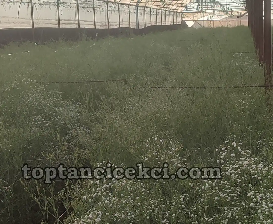Kocaeli Toptan Canlı Cipso Çiçek – Taze ve Kaliteli Cipso Çeşitleri 12 Kocaeli Toptan Canlı Cipso Çiçek – Taze ve Kaliteli Cipso Çeşitleri